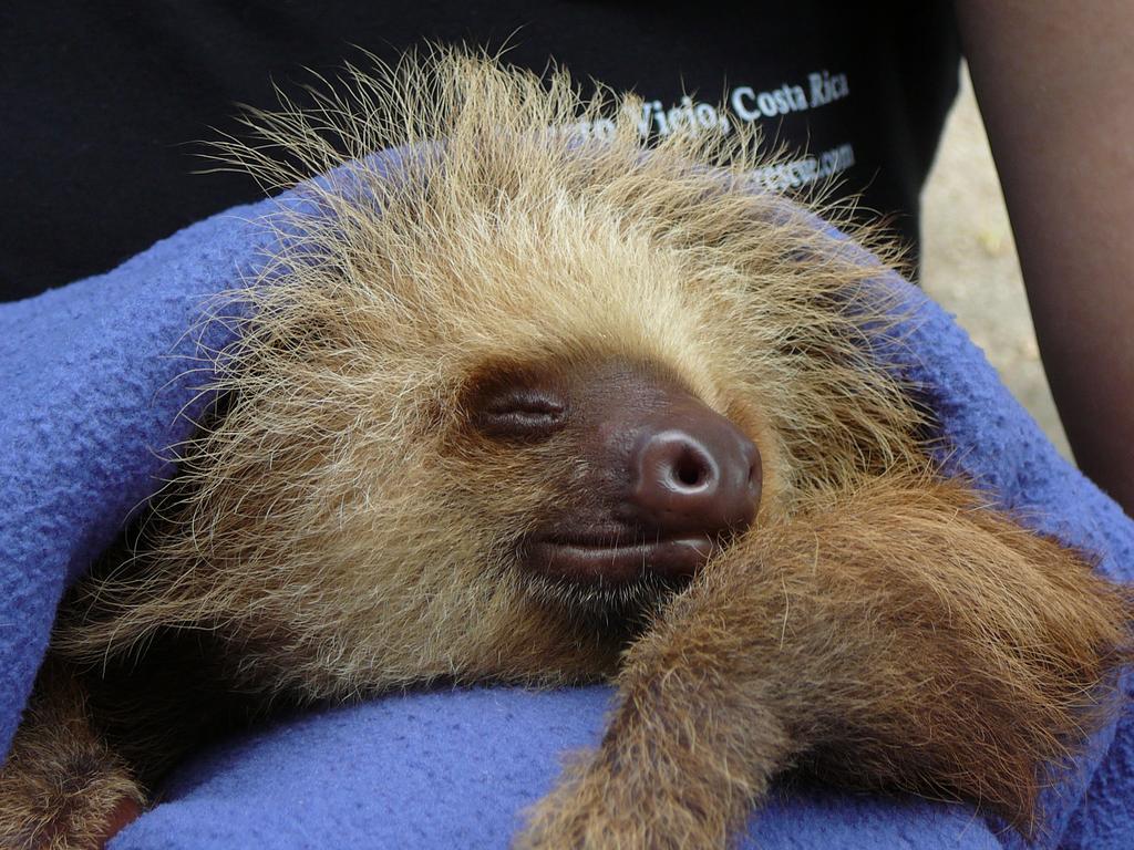 Casa Lina Sloth View Exotic Apartment With Privat Kitchen Puerto Viejo de Talamanca Rum bild