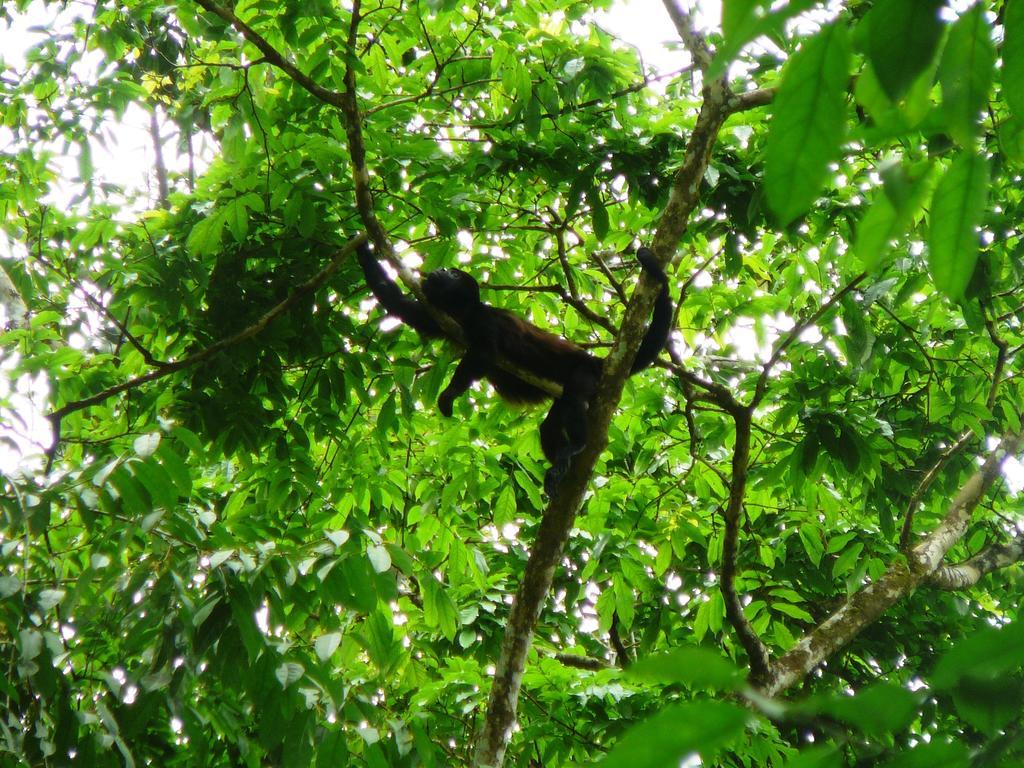 Casa Lina Sloth View Exotic Apartment With Privat Kitchen Puerto Viejo de Talamanca Rum bild